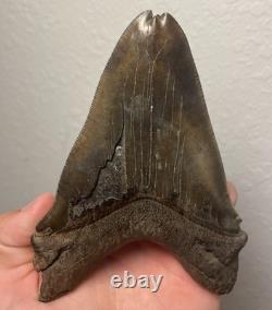 Megalodon Shark Tooth Pathological Split-Tip ULTRA RARE 5.5 All Natural