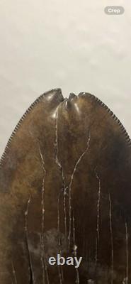 Megalodon Shark Tooth Pathological Split-Tip ULTRA RARE 5.5 All Natural