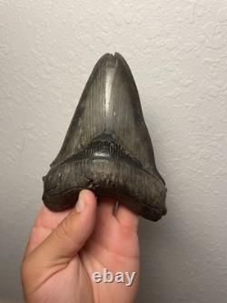 Megalodon Shark Tooth Pathological Split-Tip ULTRA RARE 5.5 All Natural