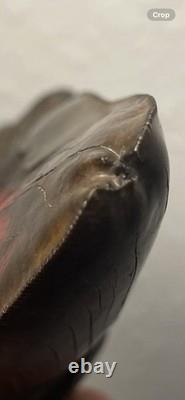 Megalodon Shark Tooth Pathological Split-Tip ULTRA RARE 5.5 All Natural