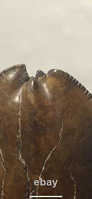 Megalodon Shark Tooth Pathological Split-Tip ULTRA RARE 5.5 All Natural