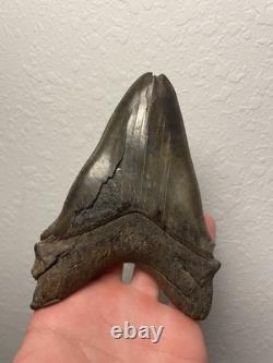 Megalodon Shark Tooth Pathological Split-Tip ULTRA RARE 5.5 All Natural