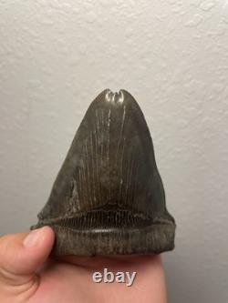 Megalodon Shark Tooth Pathological Split-Tip ULTRA RARE 5.5 All Natural