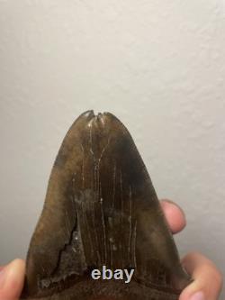 Megalodon Shark Tooth Pathological Split-Tip ULTRA RARE 5.5 All Natural
