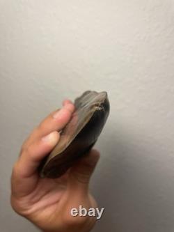 Megalodon Shark Tooth Pathological Split-Tip ULTRA RARE 5.5 All Natural