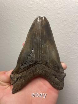 Megalodon Shark Tooth Pathological Split-Tip ULTRA RARE 5.5 All Natural