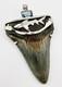 Megalodon Shark Tooth Pendant Megalodon Tooth With Sterling Silver Cap & Topaz