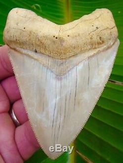 Megalodon Shark Tooth RARE WHITE SOUTH EAST ASIA NO RESTORATIONS