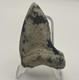 Megalodon Shark Tooth Real Corral Encrusted Fossil Megalodon Tooth Venice Fl