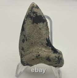 Megalodon Shark Tooth REAL Corral Encrusted Fossil Megalodon Tooth Venice FL