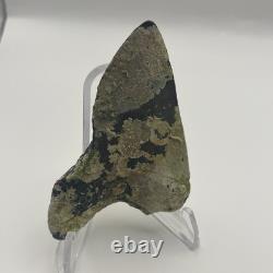 Megalodon Shark Tooth REAL Corral Encrusted Fossil Megalodon Tooth Venice FL