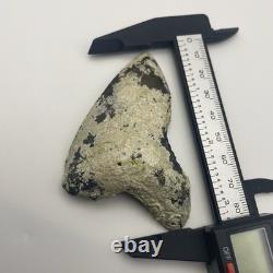 Megalodon Shark Tooth REAL Corral Encrusted Fossil Megalodon Tooth Venice FL