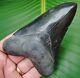 Megalodon Shark Tooth Real Fossil 4 & 11/16 Dagger Shaped Jet Black