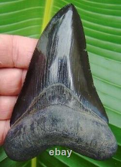 Megalodon Shark Tooth REAL FOSSIL 4 & 11/16 DAGGER SHAPED JET BLACK