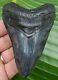 Megalodon Shark Tooth Real Fossil 4 & 1/8 In. No Restoration