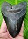Megalodon Shark Tooth Real Fossil 4 & 7/8 In. No Restoration