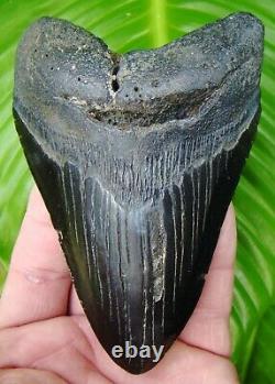 Megalodon Shark Tooth REAL FOSSIL 4 & 7/8 in. NO RESTORATION