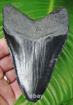 Megalodon Shark Tooth REAL FOSSIL 4 & 7/8 in. NO RESTORATION