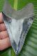 Megalodon Shark Tooth Real Fossil 4 In. Serrated No Restorations