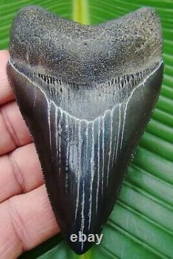Megalodon Shark Tooth REAL FOSSIL 4 in. SERRATED NO RESTORATIONS