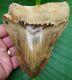 Megalodon Shark Tooth Real Fossil 5 & 7/16 Colorful & Serrated No Resto