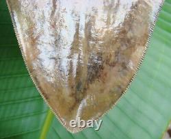 Megalodon Shark Tooth REAL FOSSIL 5 & 7/16 COLORFUL & SERRATED NO RESTO