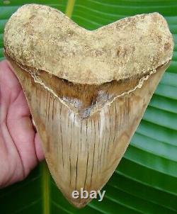 Megalodon Shark Tooth REAL FOSSIL HUGE 5 & 3/4 MUSEUM GRADE INDONESIAN
