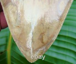 Megalodon Shark Tooth REAL FOSSIL HUGE 5 & 3/4 MUSEUM GRADE INDONESIAN