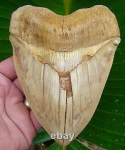 Megalodon Shark Tooth REAL FOSSIL MONSTER 5 & 7/8 UPPER ANTERIOR RARE