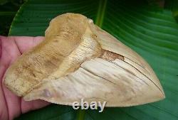 Megalodon Shark Tooth REAL FOSSIL MONSTER 5 & 7/8 UPPER ANTERIOR RARE