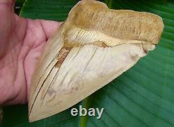 Megalodon Shark Tooth REAL FOSSIL MONSTER 5 & 7/8 UPPER ANTERIOR RARE