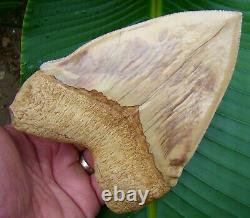 Megalodon Shark Tooth REAL FOSSIL MONSTER 5 & 7/8 UPPER ANTERIOR RARE