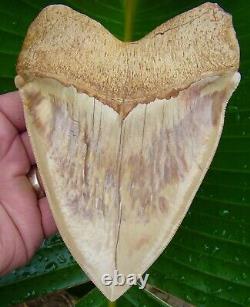 Megalodon Shark Tooth REAL FOSSIL MONSTER 5 & 7/8 UPPER ANTERIOR RARE