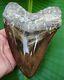 Megalodon Shark Tooth Real Fossil Monster 6 & 1/4 In. No Restorations
