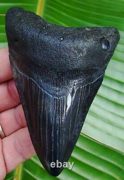 Megalodon Shark Tooth REAL FOSSIL OVER 4 & 3/8 in. NO RESTORATION