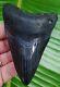 Megalodon Shark Tooth Real Fossil Over 4 & 3/8 In. No Restoration