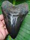 Megalodon Shark Tooth Real Fossil Over 5 & 1/2 Polished No Restorations