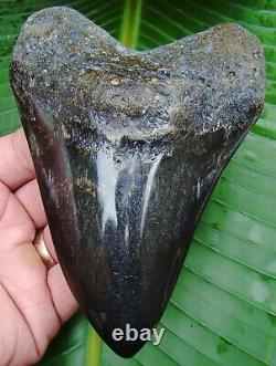 Megalodon Shark Tooth REAL FOSSIL OVER 5 & 1/2 POLISHED NO RESTORATIONS