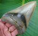 Megalodon Shark Tooth Real Fossil Over 5 In. Museum Grade No Restorations