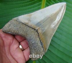 Megalodon Shark Tooth REAL FOSSIL OVER 5 in. MUSEUM GRADE NO RESTORATIONS