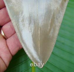 Megalodon Shark Tooth REAL FOSSIL OVER 5 in. MUSEUM GRADE NO RESTORATIONS