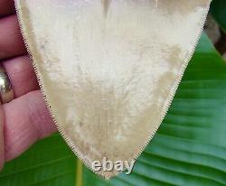 Megalodon Shark Tooth REAL FOSSIL XL 5 & 1/4 INDONESIAN SERRATED