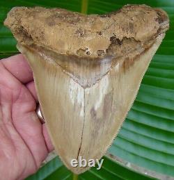 Megalodon Shark Tooth REAL FOSSIL XL 5 & 1/4 INDONESIAN SERRATED