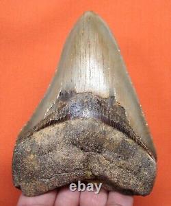 Megalodon Shark Tooth Real 4.39 Shark Teeth Fossil Natural No Repairs