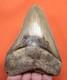 Megalodon Shark Tooth Real 4.39 Shark Teeth Fossil Natural No Repairs