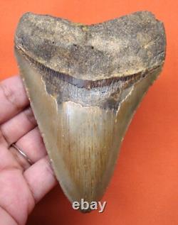 Megalodon Shark Tooth Real 4.39 Shark Teeth Fossil Natural No Repairs