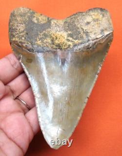 Megalodon Shark Tooth Real 4.39 Shark Teeth Fossil Natural No Repairs