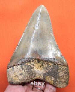 Megalodon Shark Tooth Real 4.39 Shark Teeth Fossil Natural No Repairs
