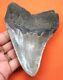 Megalodon Shark Tooth Real 4.56- Shark Teeth Fossil No Restorations