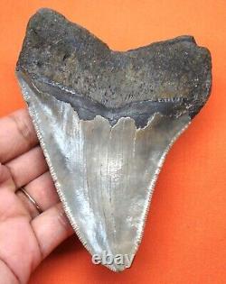 Megalodon Shark Tooth Real 4.56- Shark Teeth Fossil No Restorations